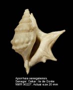 Aporrhais senegalensis (7)